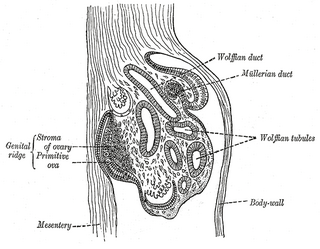 <span class="mw-page-title-main">Genital ridge</span> Developmental precursor to the gonads in an embryo