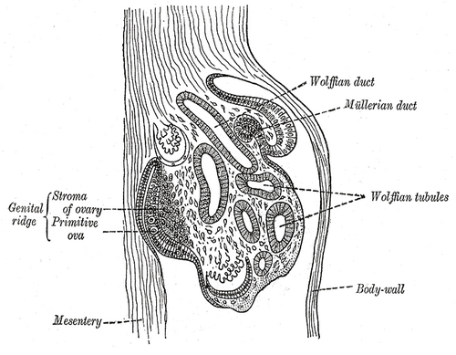 Section of the fold in the mesonephros of a chick embryo of the fourth day Gray1106.png