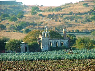 <span class="mw-page-title-main">Agriculture in Mexico</span>