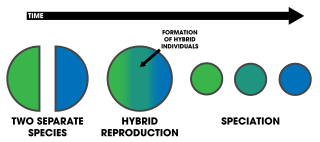 <span class="mw-page-title-main">Hybrid speciation</span> Form of speciation involving hybridization between two different species