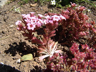 <i>Sedum villosum</i> Species of succulent