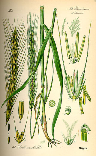 <i>Secale</i> Genus of grasses