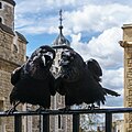 Jubilee y Munin son dos de los cuervos de la Torre de Londres. Jubilee nació en Somerset en el año 2012 y lleva una anilla dorada. Munin nació en North Uist en 1995 y lleva una anilla verde clara. Es el cuervo hembra más viejo de la Torre. Por Colin.