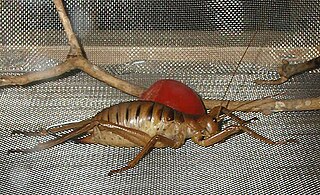 <span class="mw-page-title-main">Anostostomatidae</span> Family of cricket-like animals