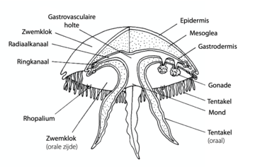 Schematische tekening van een kwal (Aurelia), met anatomische onderdelen aangegeven.