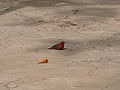 Senegalamarant Red-billed Firefinch male