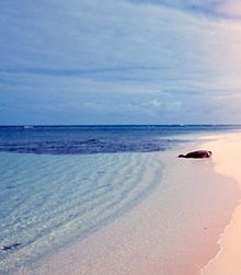 Sand ripples, Laysan Beach, Hawaii. Coastal sediment transport results in these evenly spaced ripples along the shore. Monk seal for scale. Laysan beach.jpg