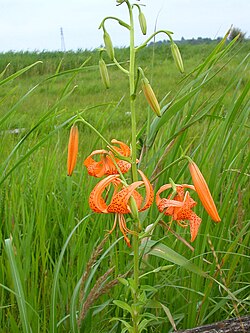 Lilium leichtlinii