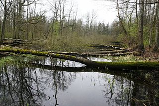 <span class="mw-page-title-main">Naliboki forest</span> Forest in Belarus