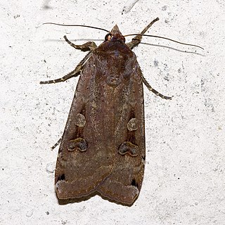 <span class="mw-page-title-main">Noctuoidea</span> Superfamily of moths