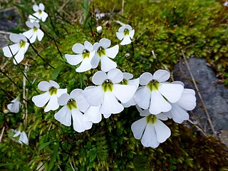 <i>Ourisia caespitosa</i> Species of flowering plants