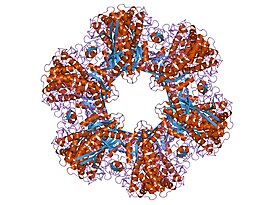 12-субъединичный фермент глутаминсинтетаза из Salmonella typhimurium.[2]