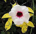 Pandorea jasminoides 'Rosea'