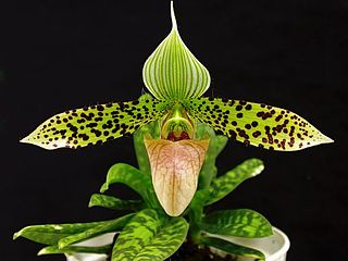 <i>Paphiopedilum sukhakulii</i> Species of orchid