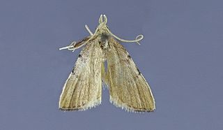 <i>Paragalasa</i> Genus of moths