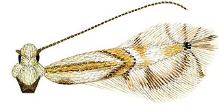 <i>Phyllocnistis hyperpersea</i> Species of moth