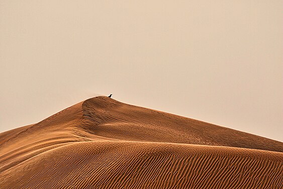 Dunes in Dubai Desert Conservation Reserve Photograph: Lintophilip