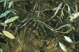 <i>Potamogeton epihydrus</i> Species of aquatic plant