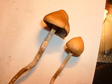 Glotniagalvė (Psilocybe sp.)