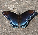 Limenitis arthemis (red-spotted purple) Adult, dorsal view.