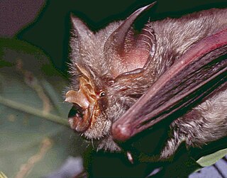 <span class="mw-page-title-main">Rüppell's horseshoe bat</span> Species of bat