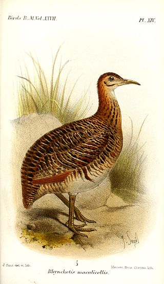 <span class="mw-page-title-main">Huayco tinamou</span> Species of bird