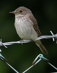 Spotted flycatcher, a common and widespread migrant SpottedFlycatcheronfence.jpg