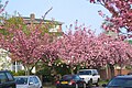 Staveley Road, Chiswick