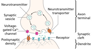 <span class="mw-page-title-main">Excitatory synapse</span> Sort of synapse