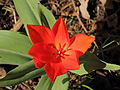 * Nomination (Tulp (Tulipa)-- Famberhorst 17:29, 28 April 2013 (UTC) * Decline The picture is blurred, I think the exporure time was too long for this shot --Manuela 20:50, 3 May 2013 (UTC)