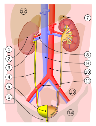 <span class="mw-page-title-main">Bladder</span> Organ in vertebrates that collects and stores urine from the kidneys before disposal