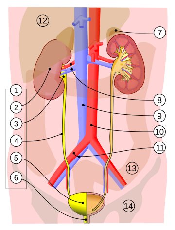 Bladder