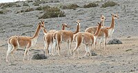 Vicunyes a la Reserva de Produccion Faunistica Chimborazo