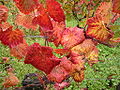 21 septembre 2007 Dans les zones à climat tempéré de l'hémisphère nord, c'est le début de l'automne, la plus belle saison...