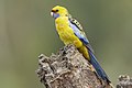 85 Yellow Rosella 4436 uploaded by JJ Harrison, nominated by Cmao20,  22,  0,  0