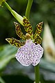 Zygopetalum crinitum.