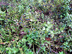 Myrtilles (Vaccinium myrtillus) sur pied