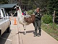 Lama employed by the US government