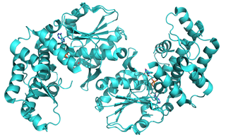 <span class="mw-page-title-main">3-dehydroquinate synthase</span> Enzyme