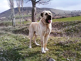 <span class="mw-page-title-main">Aksaray Malaklisi</span> Dog breed