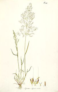 <i>Apera</i> Genus of grasses