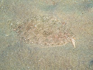 <span class="mw-page-title-main">Thor's scaldfish</span> Species of fish