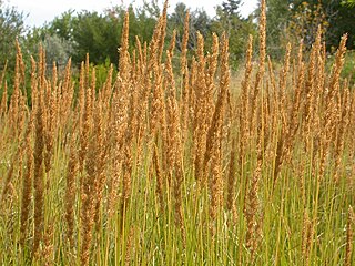 <i>Calamagrostis stricta</i> Species of flowering plant