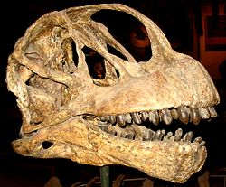 Camarasaurus skull.