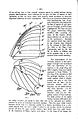 Wing venation Charaxes