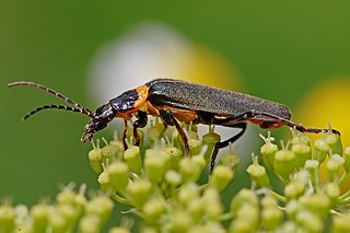 <span class="mw-page-title-main">Soldier beetle</span> Family of beetles