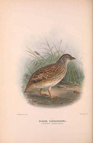 <span class="mw-page-title-main">Chestnut-backed buttonquail</span> Species of bird