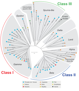 <span class="mw-page-title-main">Endogenous retrovirus</span> Inherited retrovirus encoded in an organisms genome