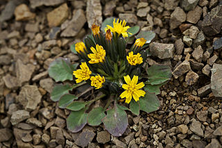 <i>Askellia</i> Genus of flowering plants