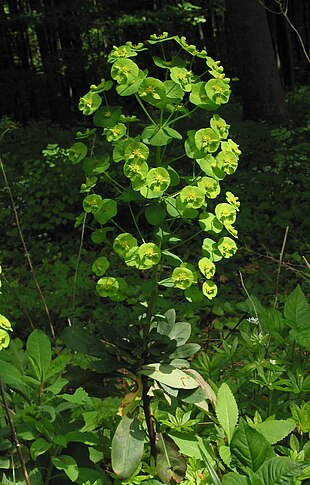 Lund-Vortemælk (Euphorbia amygdaloides)